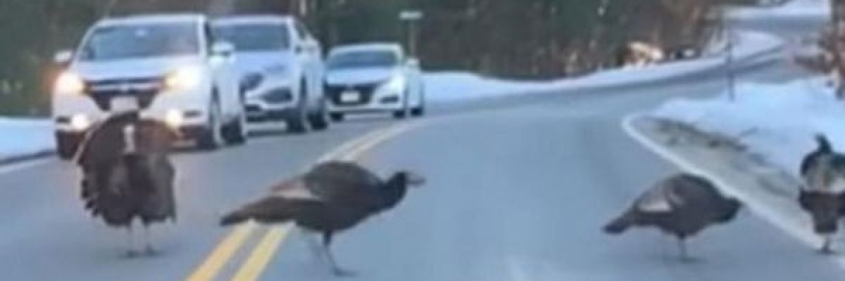 شاهد-ديك-يوقف-عددا-من-السيارات-لعبور-رفقائه