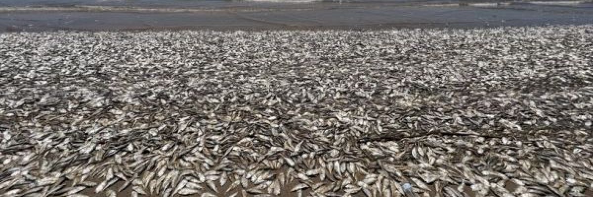 شاهد-موجات-من-الاسماء-النافقة-في-سواحل-تكساس.-ماذا-حدث؟