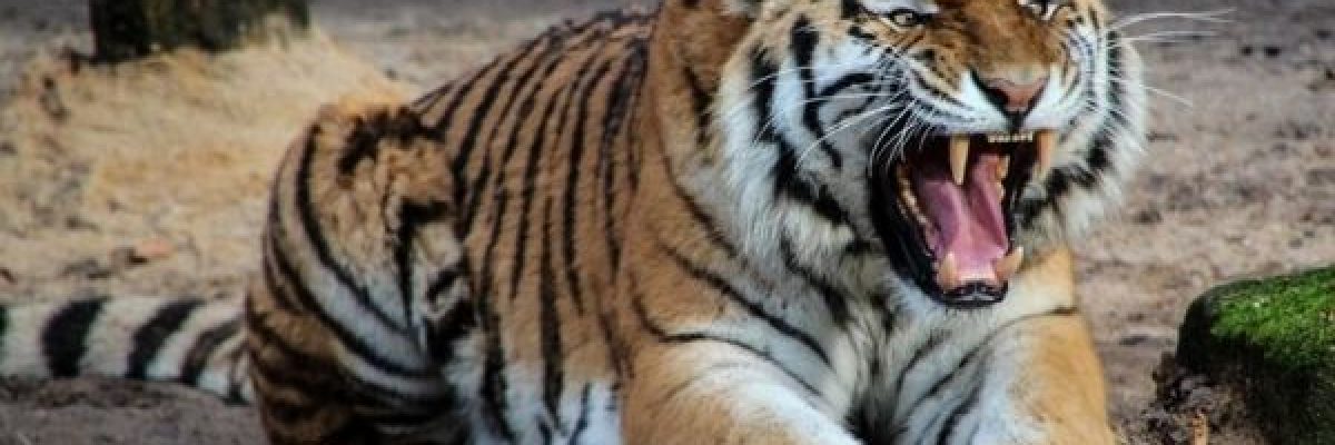 شاهد-هندي-ينجو-من-افتراس-نمر-متصنعا-انه-ميت