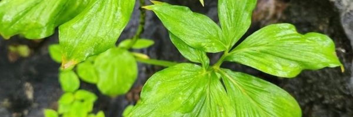 صور-تشاهدها-لاول-مرة-لنوع-فريد-من-السحالب-في-ظفار-العمانية