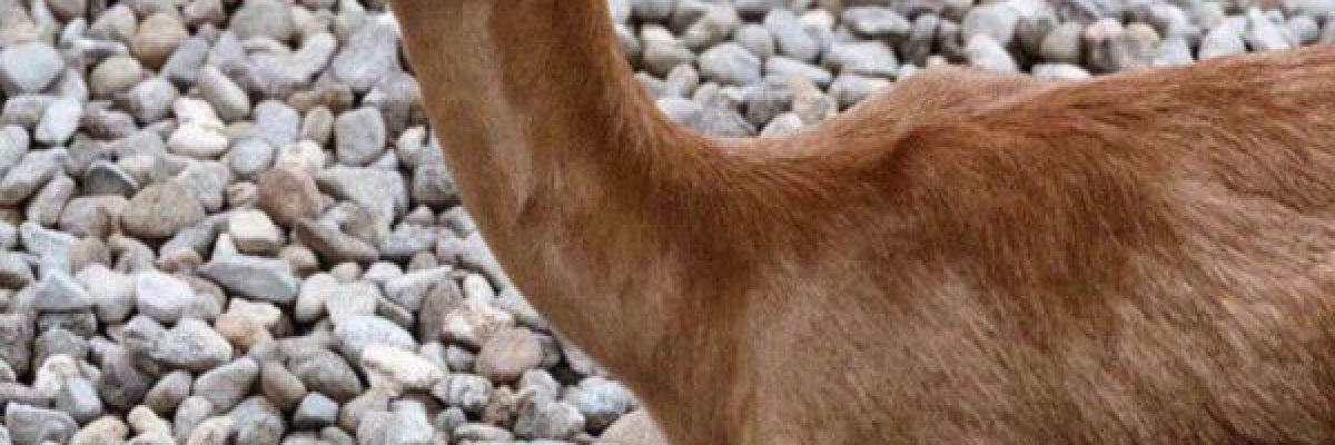 ضبط-محاولة-تهريب-ستة-غزلان-نادرة-في-منفذ-قحازة-بصنعاء