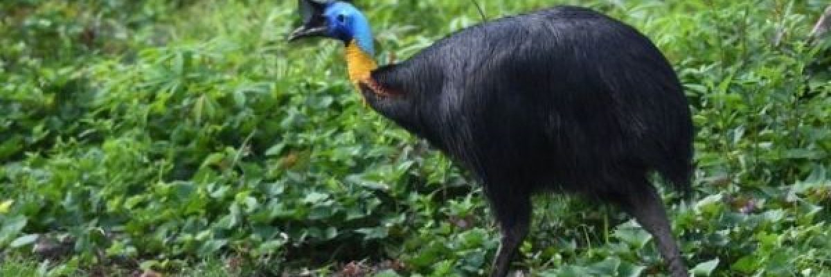 طائر-نادر-يقتل-صاحبه-في-ولاية-امريكية