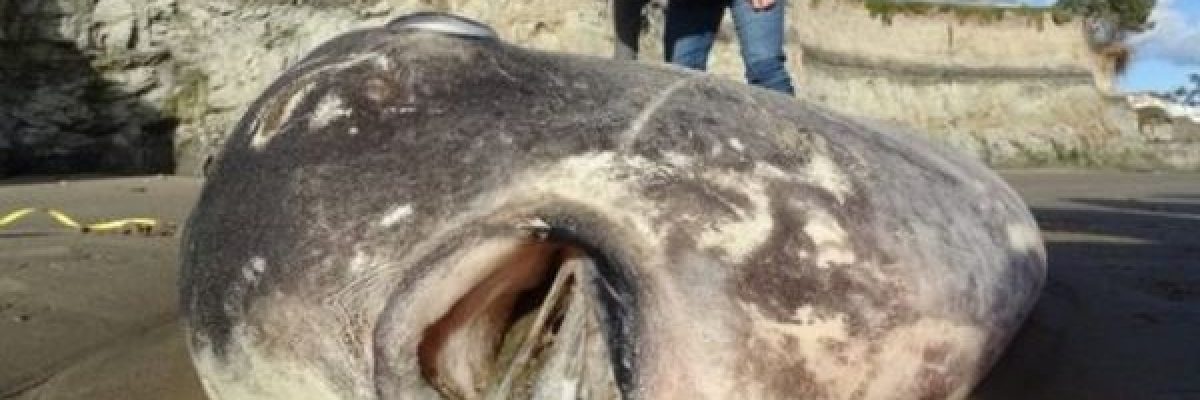 ظهور-سمكة-نادرة-يحير-العلماء-صور