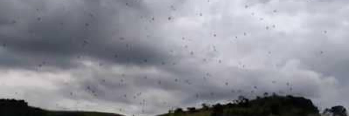 عندما-تمطر-السماء-عناكب