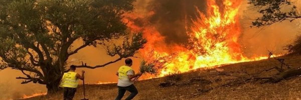 غوغل_-يتضامن-مع-ضحايا-الحرائق-في-الجزائر