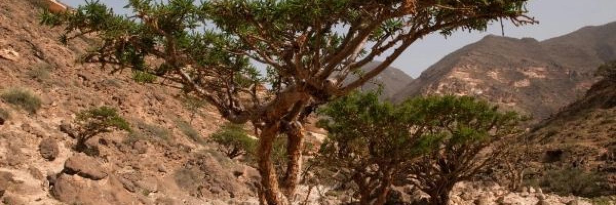 في-سلطنة-عمان.-لا-يزال-اللبان-يتصدر-قوائم-الهدايا