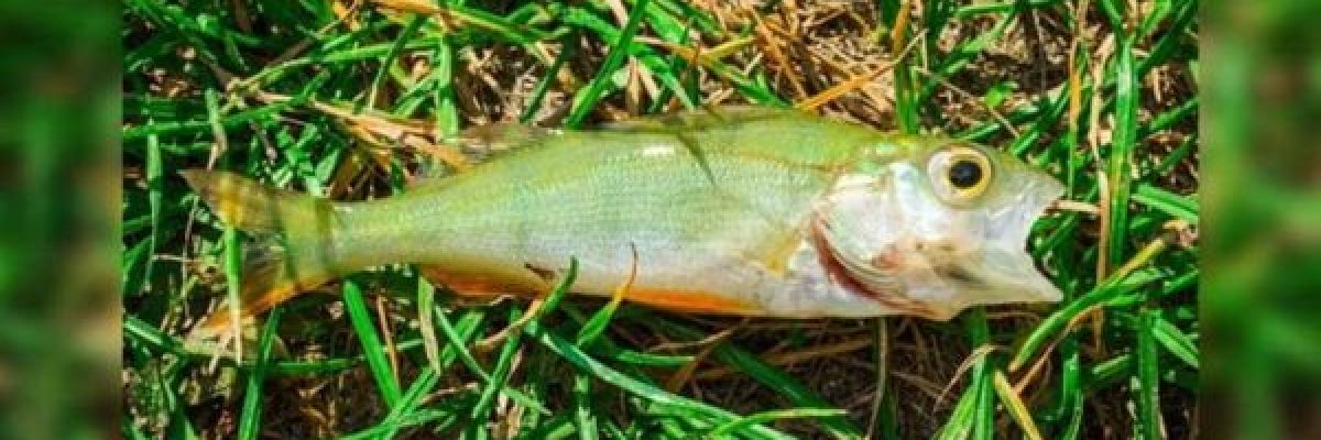 في-ظاهرة-غريبة.-سقوط-اسماك-من-سماء-مدينة-امريكية-فيديو