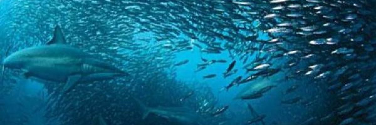 في-مشهد-غريب.-الاف-الاسماك-تحلق-فوق-الماء-فيديو