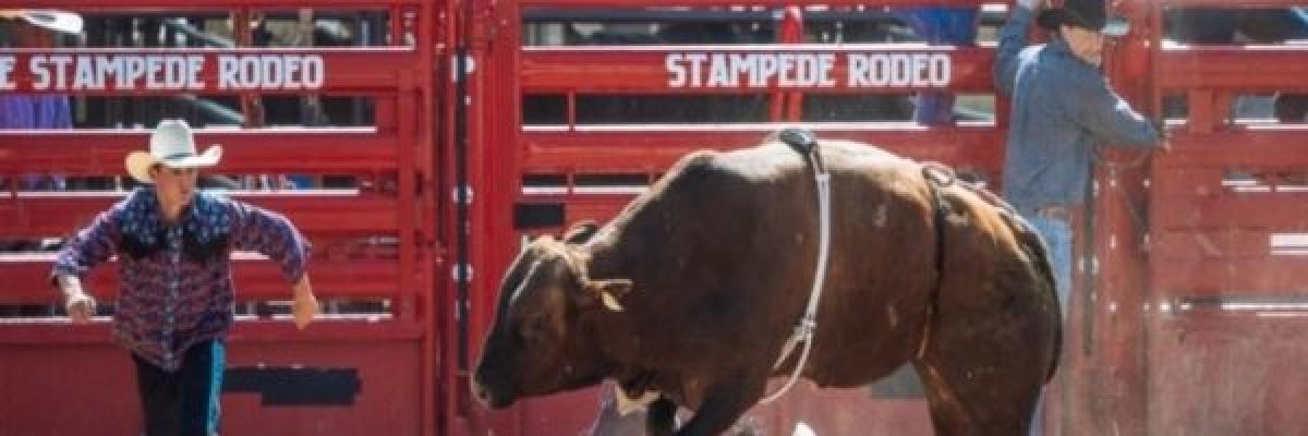 فيديو-لاب-شجاع-يُلقي-بنفسه-فوق-ابنه-ليحميه-من-هجوم-ثور-هائج