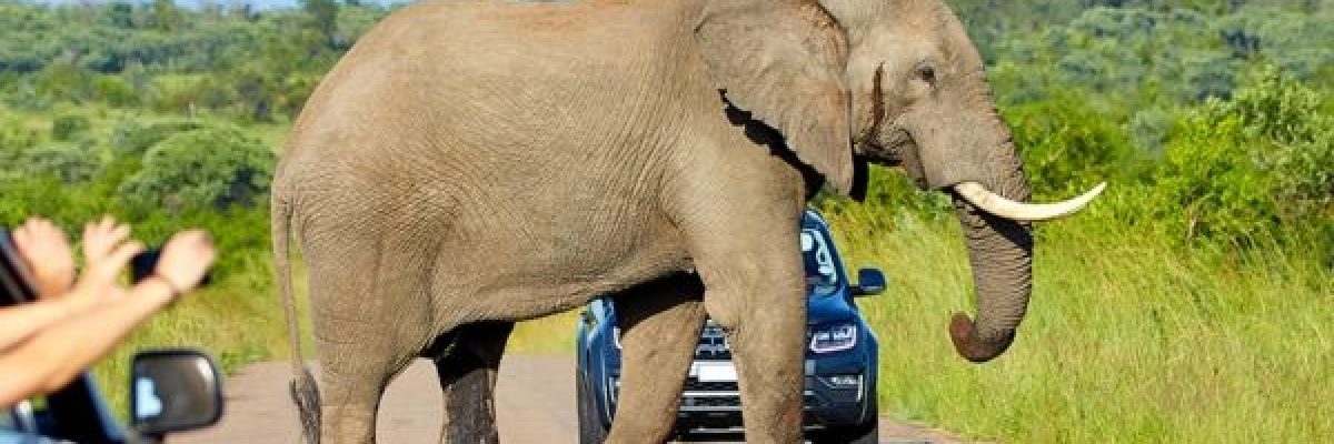 فيل-يقتل-سائحاً-سعودياً-في-حديقة-باوغندا