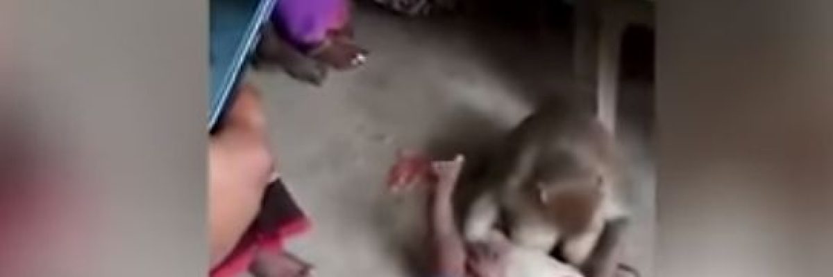 قرد-يخطف-طفلا-من-والديه-ويهدد-من-يقترب-منه-فيديو