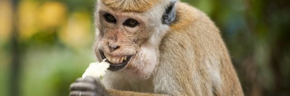 قرد-يقتل-طفلا-بعد-خطفه-من-حضن-امه