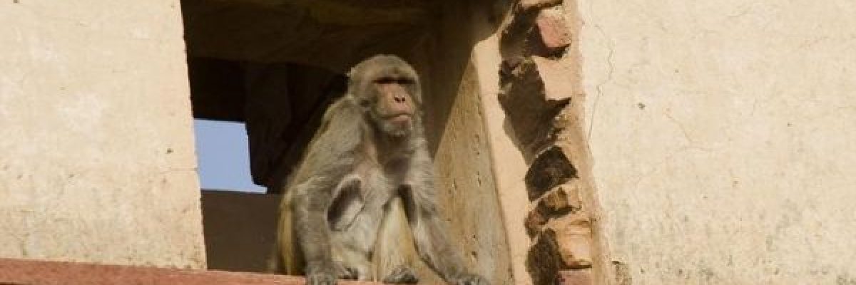 قرود-تقتل-رجلاً-رجماً-بالحجارة