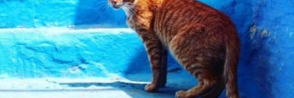 قطة-تودي-بحياة-شخص-في-عضة-قاتلة