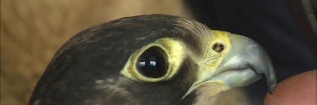 قطر-تستقبل-طيور-مهددة-بالانقراض-بهدف-حمايتها