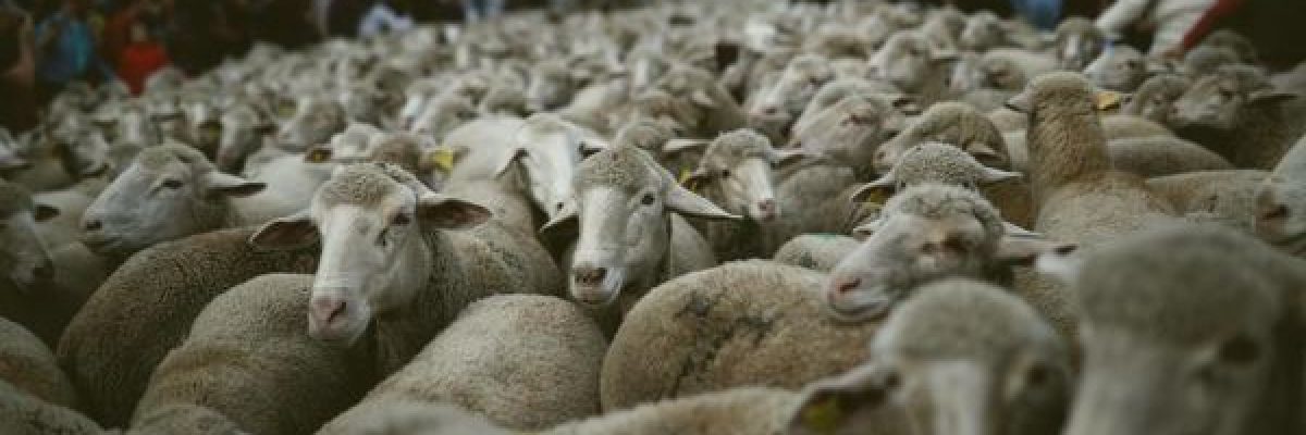 قطعان-الاغنام-تجول-شوارع-مدريد