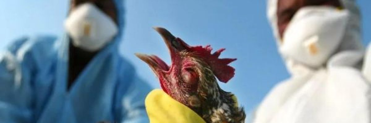 قلق-من-تزايد-انتشار-انفلونزا-الطيور-بين-البشر