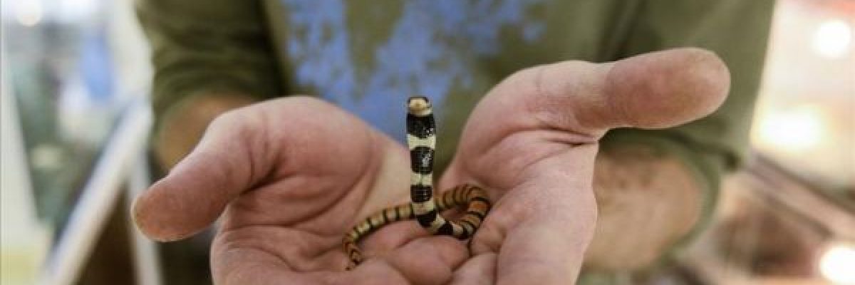 كرواتي-يربّي-بمنزله-30-نوعًا-من-الافاعي-القاتلة