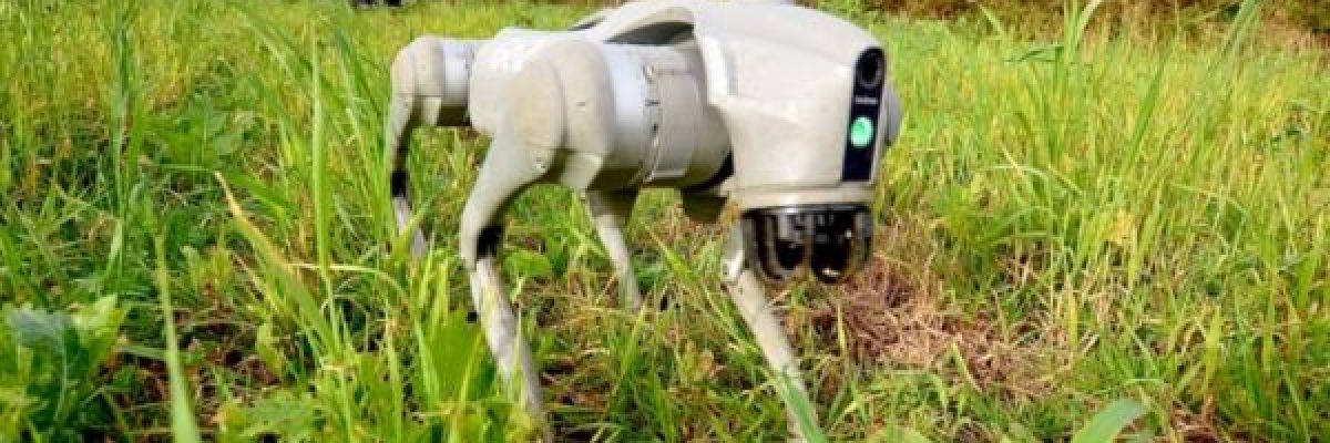 كلاب-الية-زراعية-مزودة-بحاسة-شم-قوية-لفحص-التربة