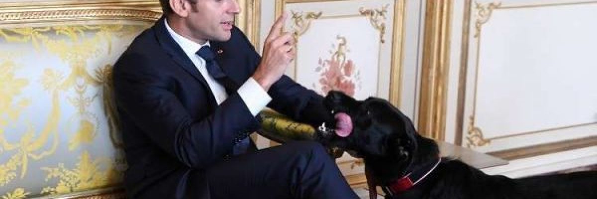 كلب-الرئيس-الفرنسي-يقضي-حاجته-في-الاليزيه-اثناء-اجتماع-مع-وزراء