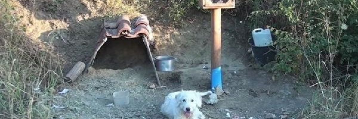 كلب_-ينتظر-صاحبه-المتوفي-في-المكان-نفسه-عام-ونصف-فيديو