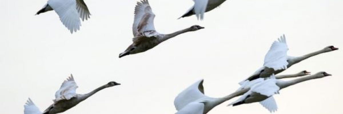 كيف-تطير-الطيور؟