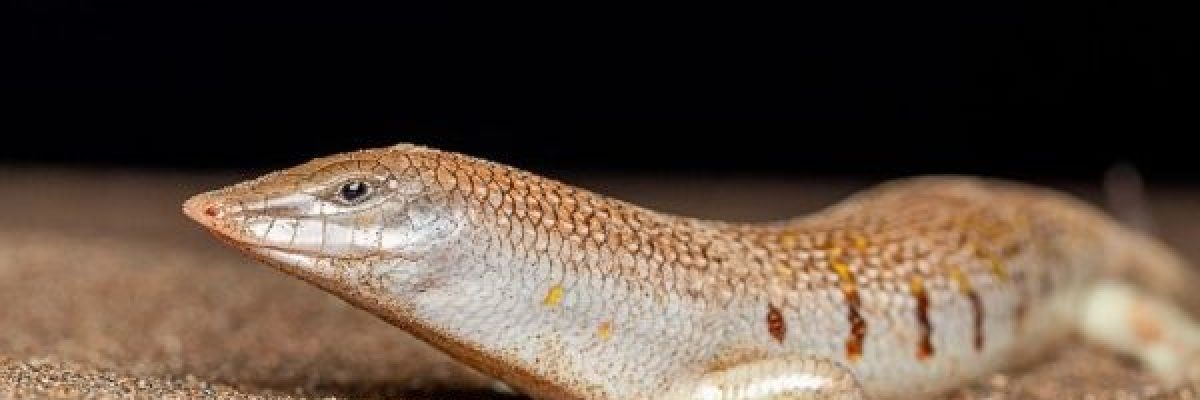 لا-تعيش-في-الماء.-مصوّر-يوثق-_سمكة-الرمال_-في-سلطنة-عُمان