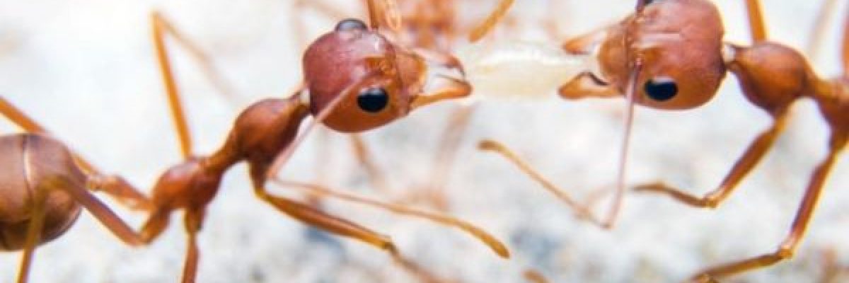 لديه-نظام-اتصالات-متخصص-وفريد.-كيف-يفر-النمل-فجاة-ويتجمع-فجاة؟