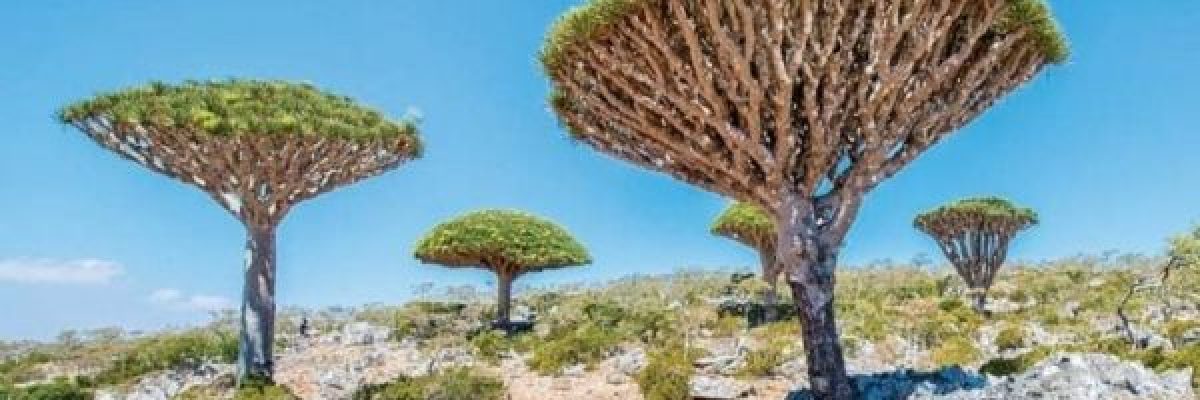 للونِ-ريشةٌ…-للحرف-جناح_-رحلة-سيسيل-بالوسينسكي-الى-جزيرة-سقطرى-اليمنية