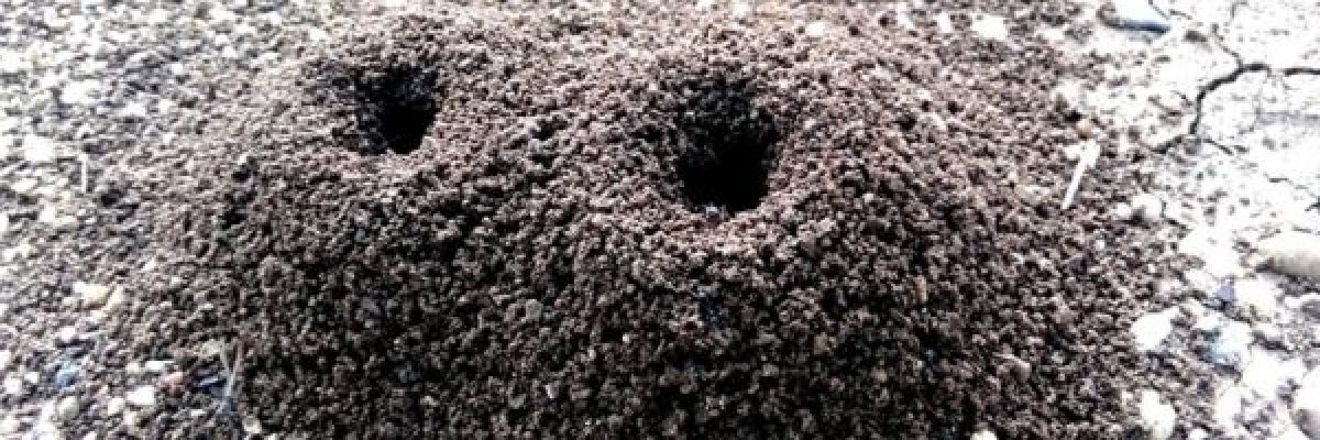 ما-هو-_حليب-النمل_-الذي-اثار-جدلاً-في-عدد-من-الدول-العربية؟