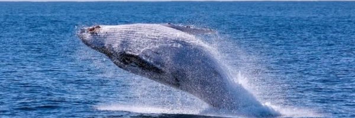 ماهي-حقيقة-صوت-_الحوت-الازرق_-المنتشر-بوسائل-التواصل؟