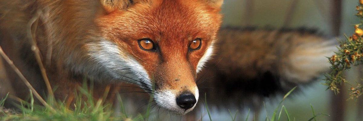 مترجم_-لتنجو-من-الاعيب-المديرين-وزملاء-العمل.-تصرف-كالبومة-وفكر-كالثعلب