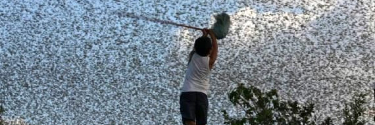 ملايين-اسراب-الجراد-تهدد-المحاصيل-الزراعية-في-اليمن