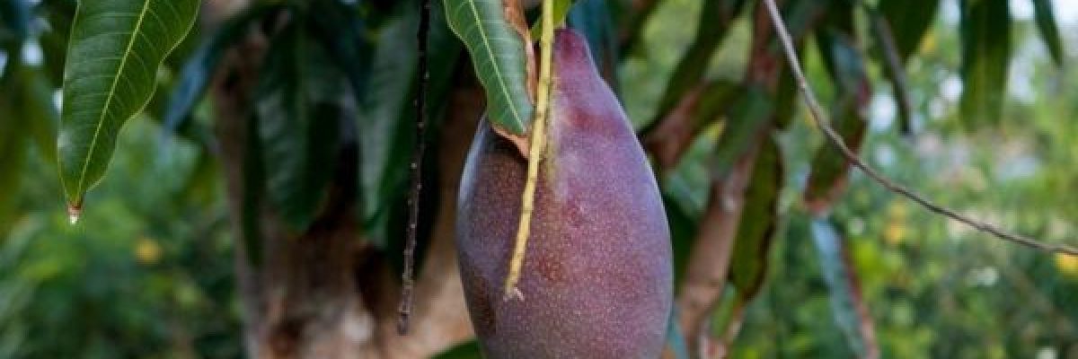 من-الشعر-وحتى-اخمص-القدمين.-فوائد-طبية-وجمالية-لاوراق-المانجو