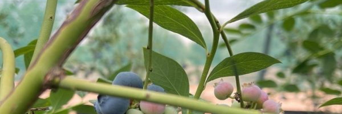 نجاح-زراعة-اشجار-التوت-الازرق-في-ولاية-الجبل-الاخضر-بسلطنة-عمان