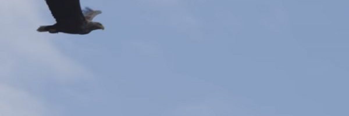 نسر-يلتقط-ببراعة-سمكة-في-الهواء-فيديو