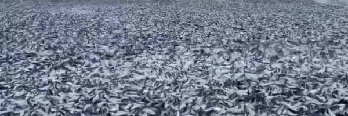 نفوق-ملايين-الاسماك-على-شواطئ-اليابان.-ظاهرة-غريبة-تتسبب-بفزع-كبير