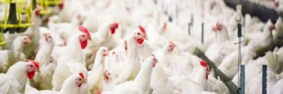 هل-يصاب-البشر-بانفلونزا-الطيور-من-اكل-البيض-والدجاج؟