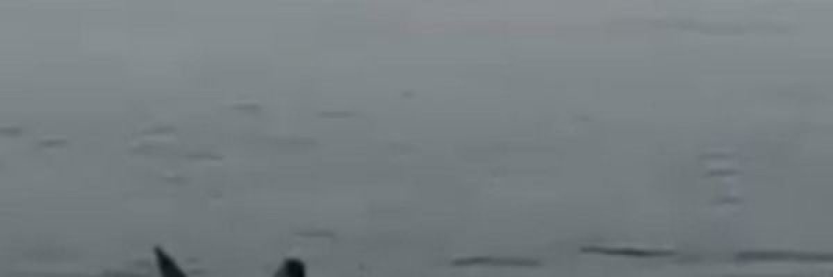 وفاة-سائح-روسي-اثر-هجوم-سمكة-قرش-باحد-شواطئ-مصر