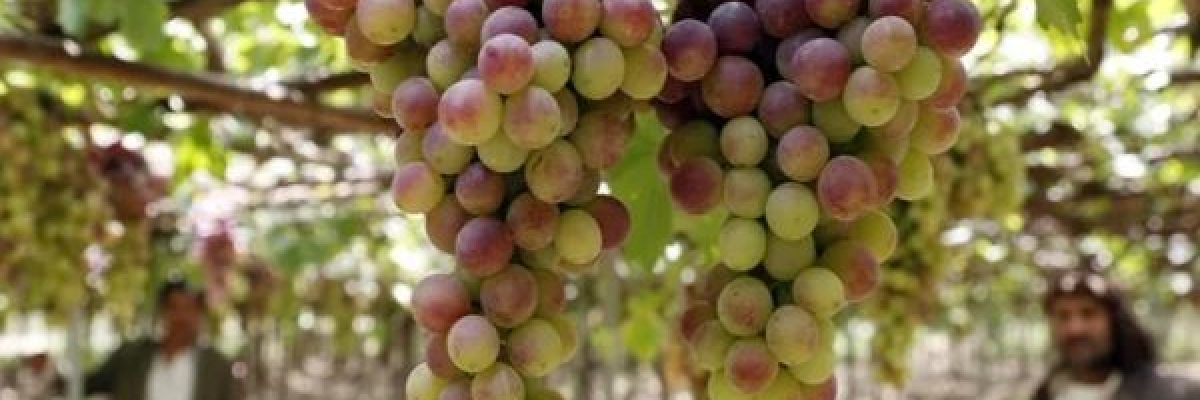 يقي-من-الخرف-وامراض-الكبد.-تعرف-على-الفوائد-المذهلة-لفاكهة-العنب